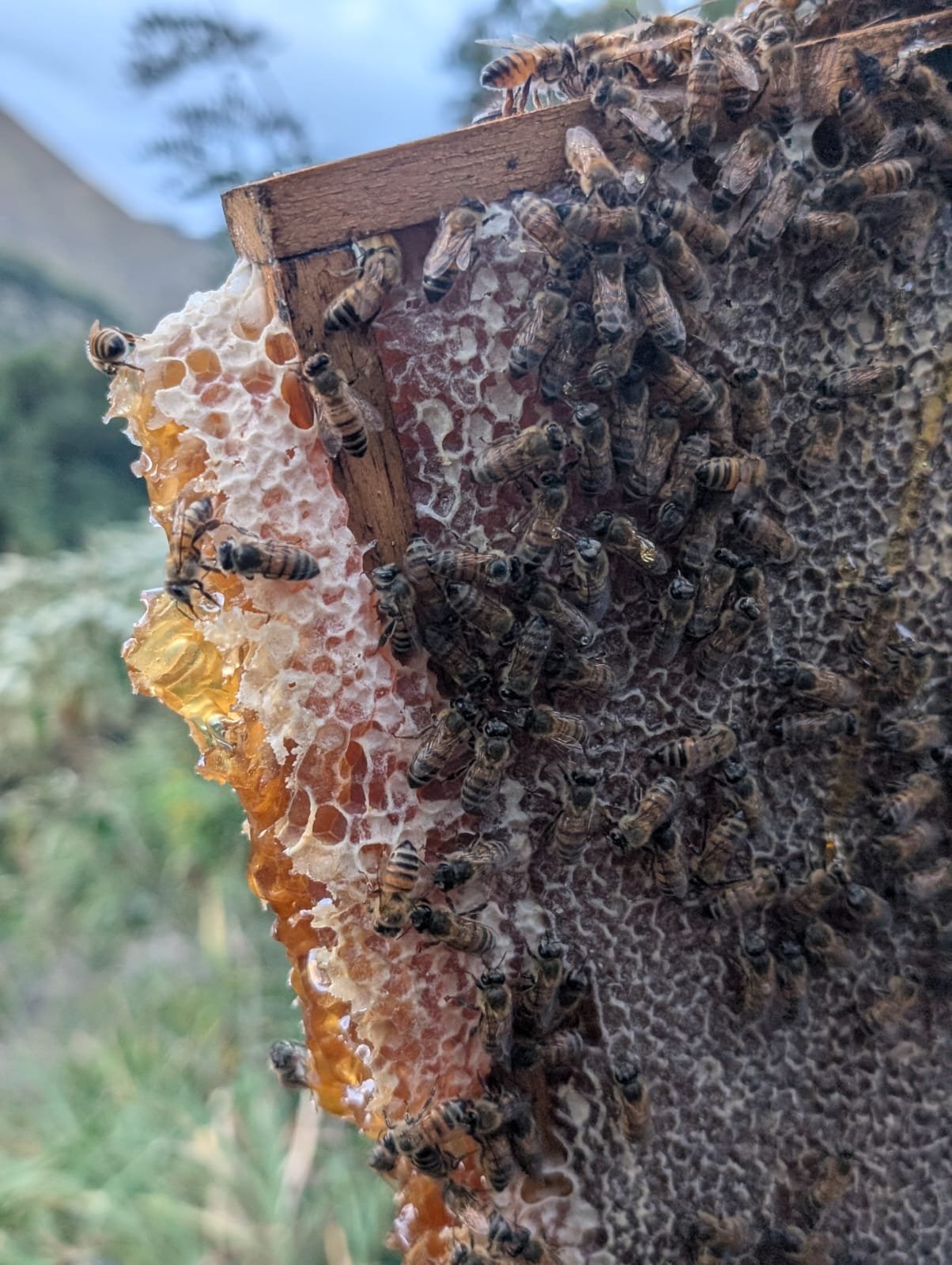 Foto: ubicación y flora alrededor del apiario