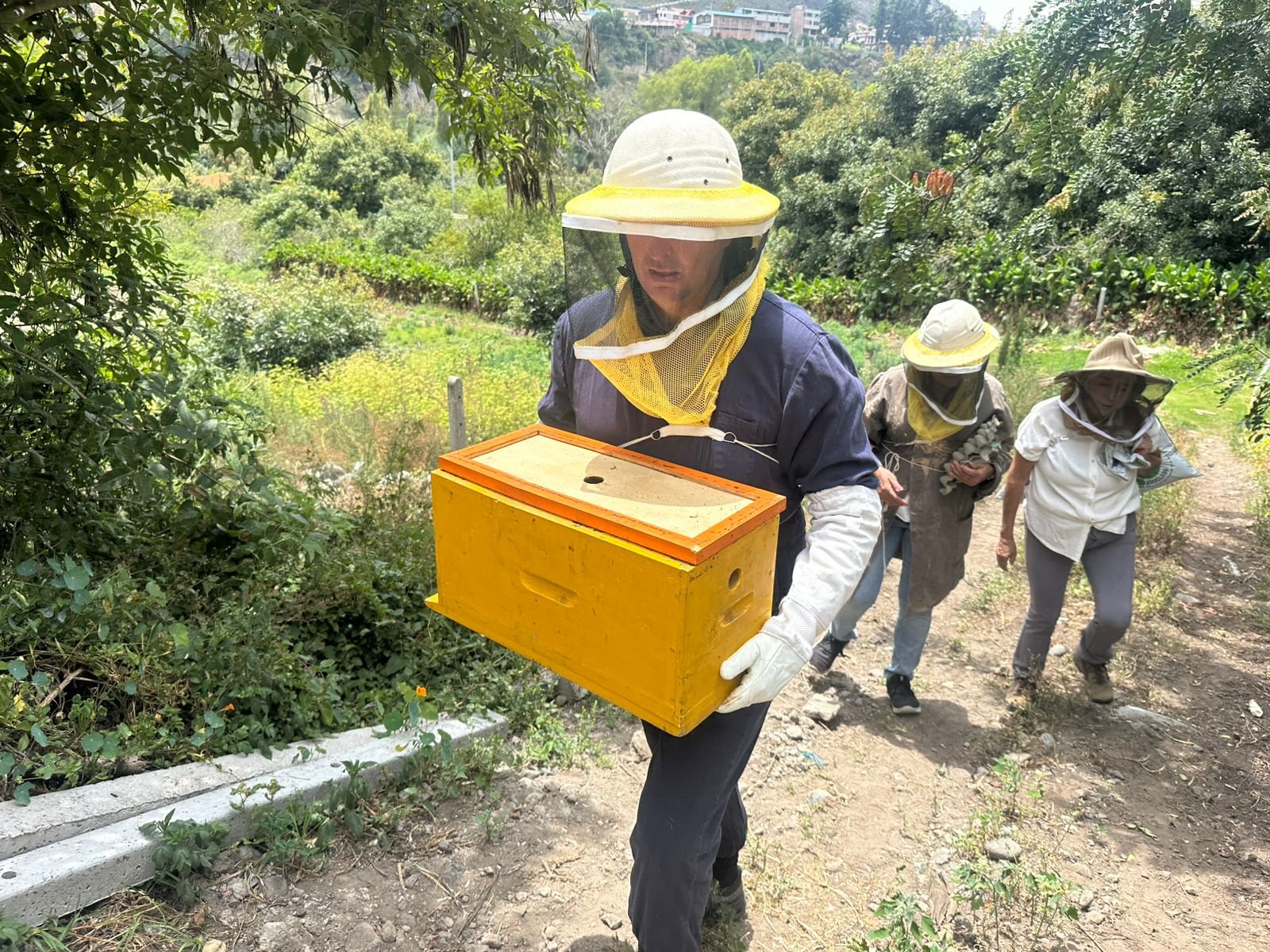 Foto: apicultor inspeccionando panales en el apiario